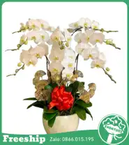 Chậu Lan Hồ Điệp 10 Cành Chúc Mừng - Mã: I-169 - Giá: 3.000.000đ