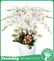 Chậu Hoa Lan Hồ Điệp 10 Cành Trắng - Mã: I-220 - Giá: 3.000.000đ