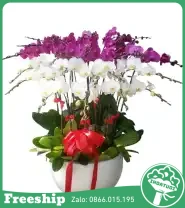 Chậu Hoa Lan Hồ Điệp Gửi Tặng 15 Cành - Mã: I-218 - Giá: 4.500.000đ