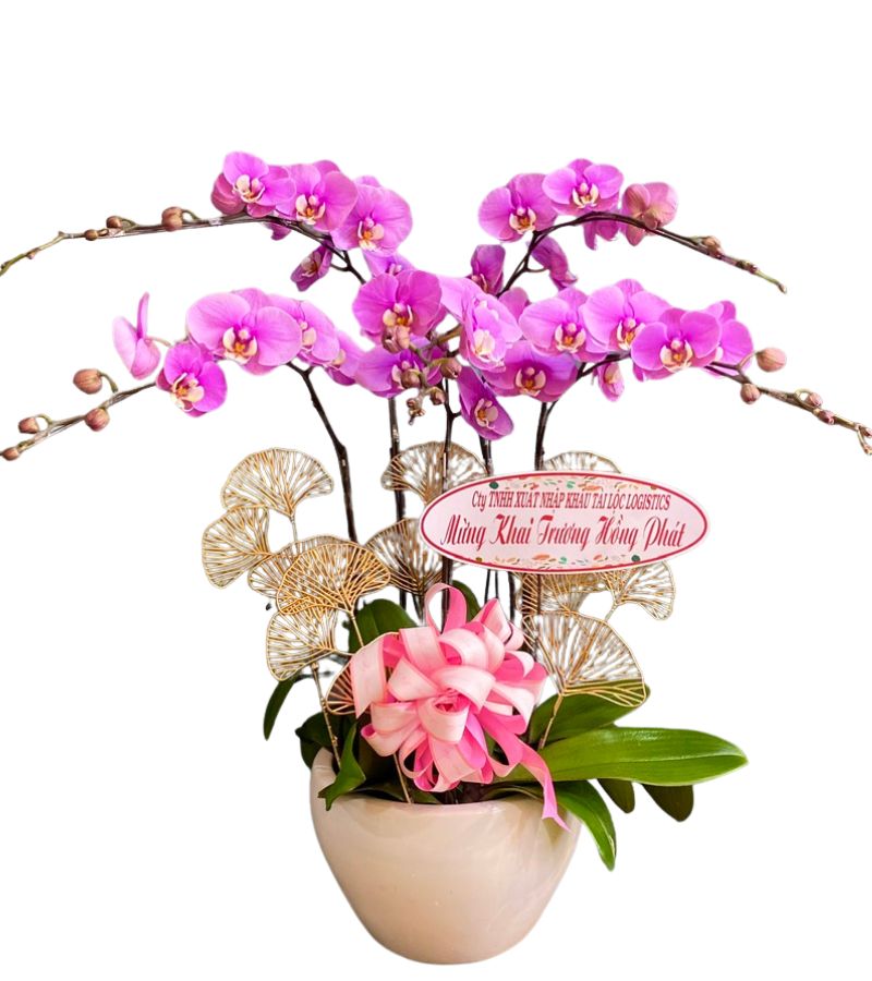 Chậu Lan Hồ Điệp 5 Cành Tím Hồng Mừng Khai Trương