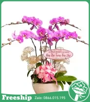 Chậu Lan Hồ Điệp 5 Cành Tím Hồng Mừng Khai Trương - Mã: I-222 - Giá: 1.500.000đ